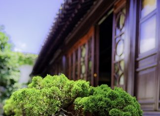 Sztuczne drzewko bonsai