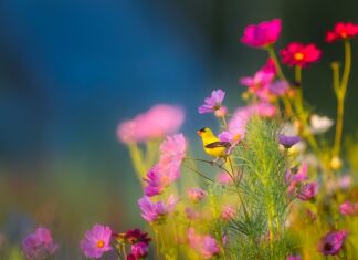 Kiedy kwitnie jeżówka z nasion? Kiedy kwitnie jeżówka z nasion?