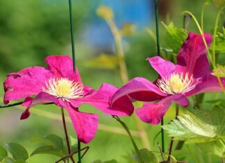 Czy Clematis to roślina wieloletnia?