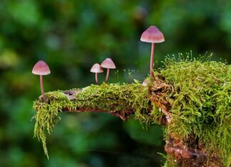 Jakie są rodzaje rolet?