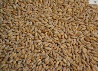 Co lepsze dla kur pszenica czy pszenżyto?