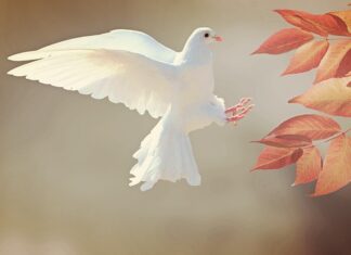 Kiedy gołąb znosi drugie jajko?