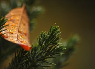 Ile metrów od sąsiada można sadzić tuje?