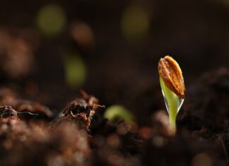 Jak długo kiełkują nasiona kwiatów? Jak długo kiełkują nasiona kwiatów?