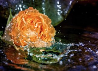 Jak długo moczyć nasiona przed siewem? Jak długo moczyć nasiona przed siewem?