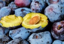 Jak powstaje śliwka?