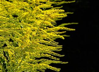 Jak prawidłowo sadzić rośliny w ogrodzie? Jak prawidłowo sadzić rośliny w ogrodzie?