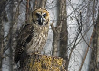 Dlaczego hybryda ściera się na końcach? Dlaczego hybryda ściera się na końcach?