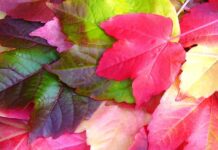 Kiedy sadzić winobluszcz na balkonie?