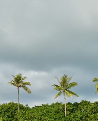 Co posadzić na siatkę?