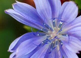 Gdzie kupić dobre zamienniki perfum?