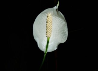 Co zrobić aby skrzydłokwiat miał więcej kwiatów? Co zrobić aby skrzydłokwiat miał więcej kwiatów?