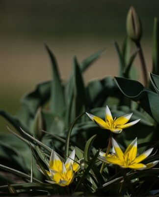 Jaka odmiana wiśni jest najlepsza?