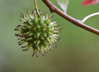 Do czego służy guma do włosów?